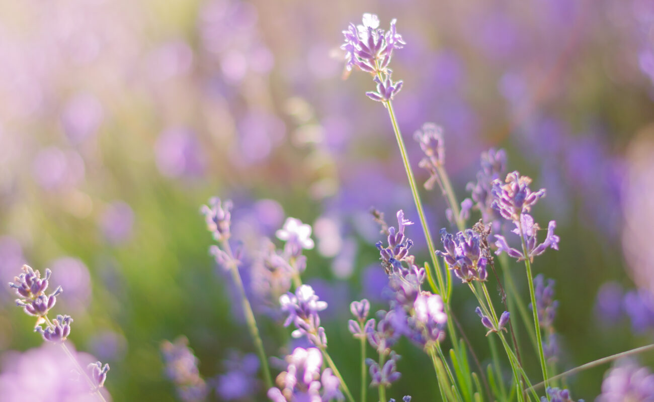 Lavendel Pflanzen, richtige Pflanzen für den Balkon