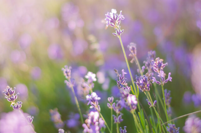 Lavendel Pflanzen, richtige Pflanzen für den Balkon